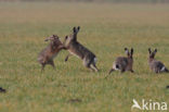 Haas (Lepus europaeus)