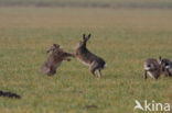 Haas (Lepus europaeus)