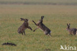 Haas (Lepus europaeus)