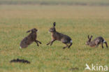 Haas (Lepus europaeus)