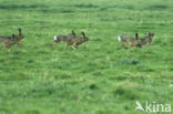 Brown Hare (Lepus europaeus)