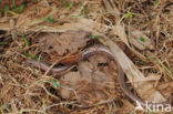 Slow Worm (Anguis fragilis)