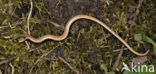 Hazelworm (Anguis fragilis) 