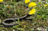 Hazelworm (Anguis fragilis) 