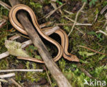 Hazelworm (Anguis fragilis) 