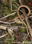 Hazelworm (Anguis fragilis) 