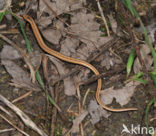 Hazelworm (Anguis fragilis) 