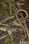 Hazelworm (Anguis fragilis) 