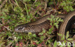 Hazelworm (Anguis fragilis) 