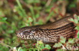 Hazelworm (Anguis fragilis) 