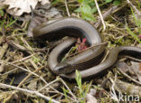 Hazelworm (Anguis fragilis) 