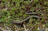 Hazelworm (Anguis fragilis) 
