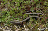 Slow Worm (Anguis fragilis)