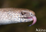 Slow Worm (Anguis fragilis)