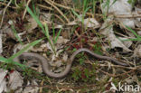 Hazelworm (Anguis fragilis) 