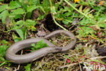 Hazelworm (Anguis fragilis) 