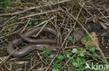 Hazelworm (Anguis fragilis) 