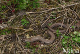 Hazelworm (Anguis fragilis) 