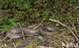 Slow Worm (Anguis fragilis)