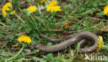 Hazelworm (Anguis fragilis) 