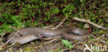 Slow Worm (Anguis fragilis)