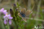 Heideblauwtje (Plebejus argus) 