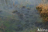 Moor Frog (Rana arvalis)