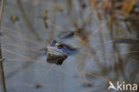 Heikikker (Rana arvalis) 