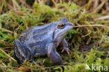 Moor Frog (Rana arvalis)