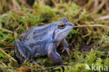 Moor Frog (Rana arvalis)