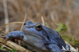 Heikikker (Rana arvalis) 