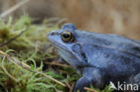 Moor Frog (Rana arvalis)