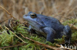 Moor Frog (Rana arvalis)