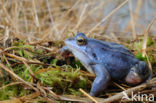 Moor Frog (Rana arvalis)