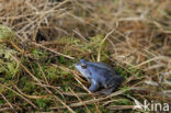 Moor Frog (Rana arvalis)