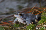 Moor Frog (Rana arvalis)