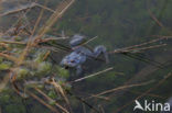 Moor Frog (Rana arvalis)