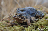 Heikikker (Rana arvalis) 