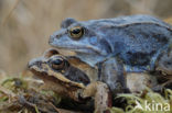 Moor Frog (Rana arvalis)