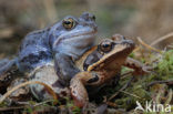 Moor Frog (Rana arvalis)