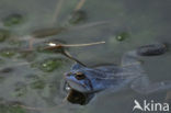 Heikikker (Rana arvalis) 