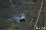 Moor Frog (Rana arvalis)