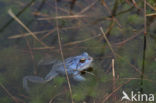 Heikikker (Rana arvalis) 