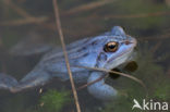 Moor Frog (Rana arvalis)