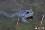 Moor Frog (Rana arvalis)