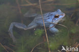 Moor Frog (Rana arvalis)