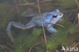 Moor Frog (Rana arvalis)