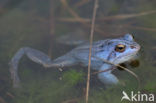 Moor Frog (Rana arvalis)