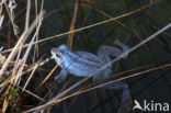 Moor Frog (Rana arvalis)