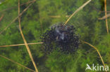 Heikikker (Rana arvalis) 